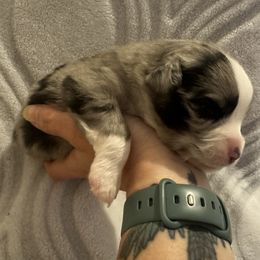 Miniature Australian Shepherd and Toy Australian Shepherd Puppies from Cherry Grove Kennel