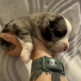 Miniature Australian Shepherd and Toy Australian Shepherd Puppies from Cherry Grove Kennel