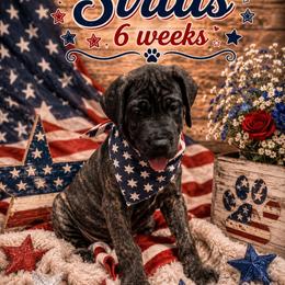 Sirius - Brindle male Great Dane puppy in Naples, Florida from Above The Salt Danes
