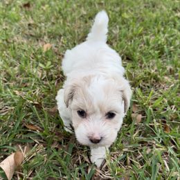 Dane - Cream male Havanese puppy in Semmes, Alabama from Hayden's Havanese
