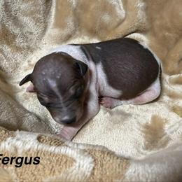 Fergus - White and red male American Hairless Terrier puppy in Buckingham, Illinois from Gaus Hof