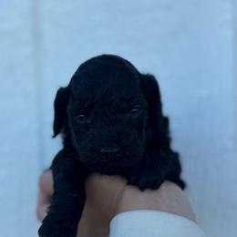 Tootsie - Black male Cavapoo puppy in Ville Platte, Louisiana from The Barkery