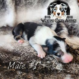 Boy 1 - Blue merle male Australian Shepherd puppy in Harpers Ferry, Iowa from Wexford Creek Aussies, LLC