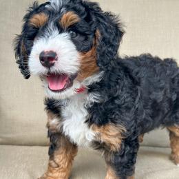 Rocket - Tri-color male Bernedoodle puppy in Florence, South Carolina from Candy Doodles