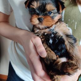 Yorkshire Terrier Puppies from Luxe Yorkshire Terriers
