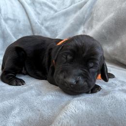 Snoop - Black and rust male Doberman Pinscher puppy in Brookfield, Wisconsin from Haus of Hound