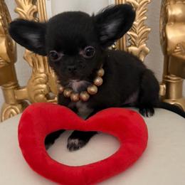 6000k  AKC Sapphire - Black and white female Chihuahua puppy in Burleson, Texas from Tiny Diiamond Chihuahua