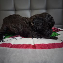 Poodle Puppies from Fabi Poodle