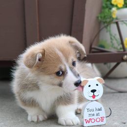 Basset Hound and Pembroke Welsh Corgi Puppies from Northstar Corgis and Basset Hounds