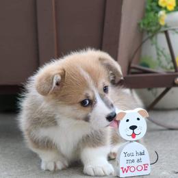 Basset Hound and Pembroke Welsh Corgi Puppies from Northstar Corgis and Basset Hounds