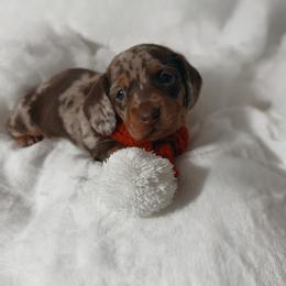 Tabbie - Dapple female Dachshund puppy in San Diego, California from Enchantables