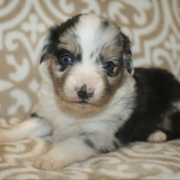 Girl 3 - Blue merle female Miniature Australian Shepherd puppy in Licking, Missouri from Burnett Aussies