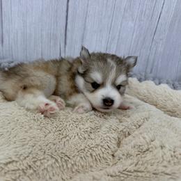 Slinky - Silver male Pomsky puppy in Eastman, Georgia from Once Upon A Pomsky