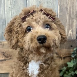 Lily - Poodle