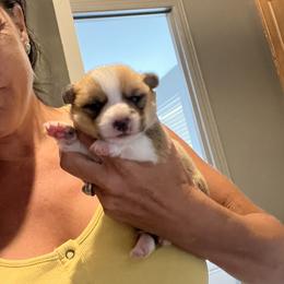 Daisy - Red female Pembroke Welsh Corgi puppy in Chino Valley, Arizona from Blecker Kennel