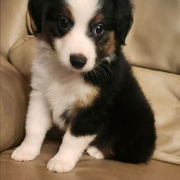 Gypsy Boy 5 - Black tri male Miniature Australian Shepherd puppy in Hampton, Tennessee from TC Farms Stock Dogs - Miniature Australian Shepherds