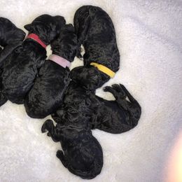 Poodle Puppies from Patricia Elliot