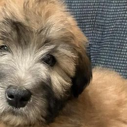 Soft Coated Wheaten Terriers from GalloRose Wheatens