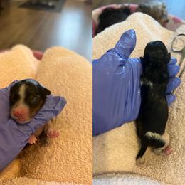 Boy - Black tan and white male Biewer Terrier puppy in Chester, South Carolina from Classic Biewers