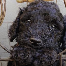 Poodles from Brandi Hutchinson