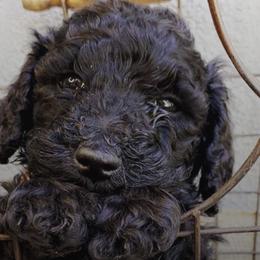 Poodles from Brandi Hutchinson