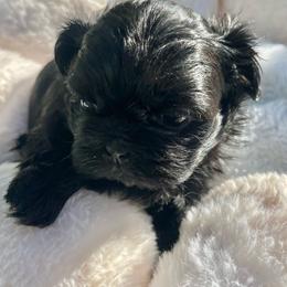 Tootie - Black and white female Shih Tzu puppy in Kane, Pennsylvania from Pumpkin Patch Imperial Shih Tzus