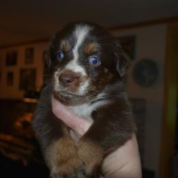 Mash - Red tri-color male Australian Shepherd puppy in Altmar, New York from E&C Australian Shepherds