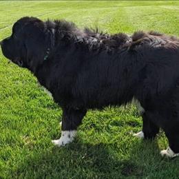 Dozer - Black male Newfoundland puppy in Burfordville, Missouri from Umfleet Farms