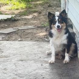 Mackenzie - Border Collie