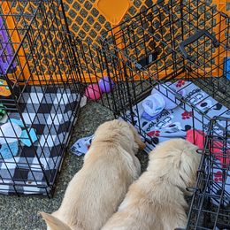 Golden Retriever Puppies from Sola Mae's Goldens