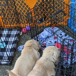 Golden Retriever Puppies from Sola Mae's Goldens