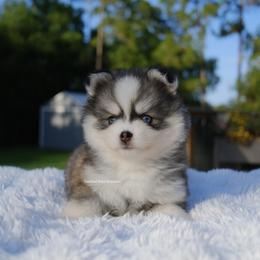 Hayden - Gray and white male Pomsky puppy in Loxahatchee, Florida from Cardinal Point Pomskies