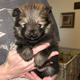 Clover - Black and tan male Pomeranian puppy in Zavalla, Texas from Precious Puff Poms