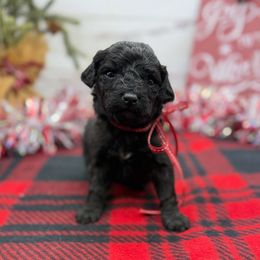 Ivy - Black female Goldendoodle puppy in Lisbon, Ohio from Willow Lane Doodles