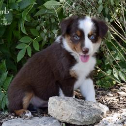Bomb - Red tri male Miniature Australian Shepherd puppy in Evant, Texas from Lazy VT Bar Ranch