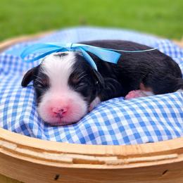 Hunter - Tri-color male Bernedoodle puppy in Russell Springs, Kentucky from 270 Doodles