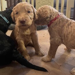 Goldendoodle Puppies from Fluff Puff Doodles