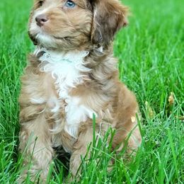 Cockapoo and Goldendoodle Puppies from Robbin's Treasures