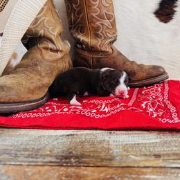 'Anna' - Red tri-color female Australian Shepherd puppy in Durand, Wisconsin from Larson’s Legacy Aussome Aussie Kennels