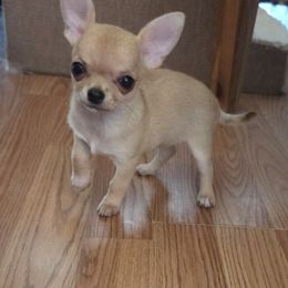 Teenie Tiny - Fawn female Chihuahua puppy in Cape Coral, Florida from Inspired Chihuahuas