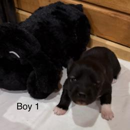 Boy 1 - Black and white male Siberian Husky puppy in Columbus, Ohio from Jamuison’s Siberian Huskies