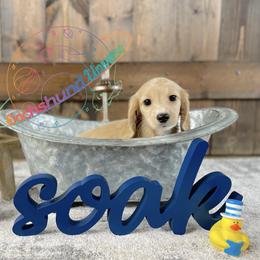 Dachshund Puppies from Dachshund Universe