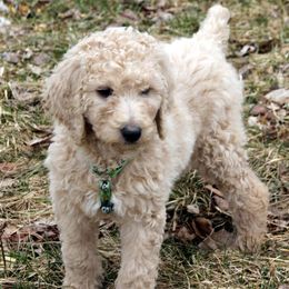 Poodle Puppies from Country Pups Poodles