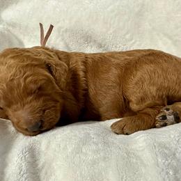 Artemis-peach collar - Red  female Goldendoodle puppy in Chino Valley, Arizona from Whiskey Row Royals