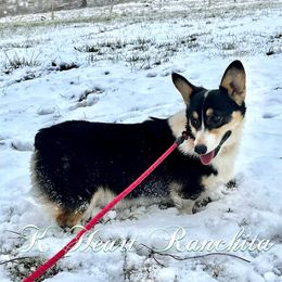 Penelope - Pembroke Welsh Corgi
