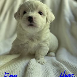 Maltipoo Puppies from Missy's Little Garden