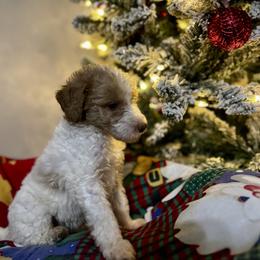 Sugar Plum - Parti female Goldendoodle puppy in Sanford, Florida from Florida Coast Golden Doodles