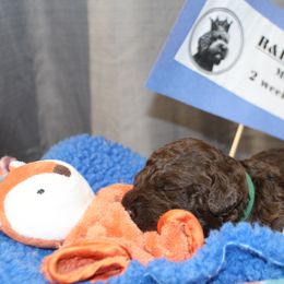 Naples - Brown male Lagotto Romagnolo puppy in Coos Bay, Oregon from Royal and Loyal Lagotto Romagnolo