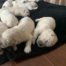 Golden Retriever Puppies from Mountain Valley Retrievers