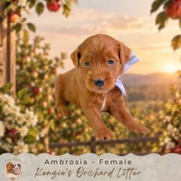Ambrosia - Red  female Goldendoodle puppy in Norcross, Georgia from Teddy Puppies